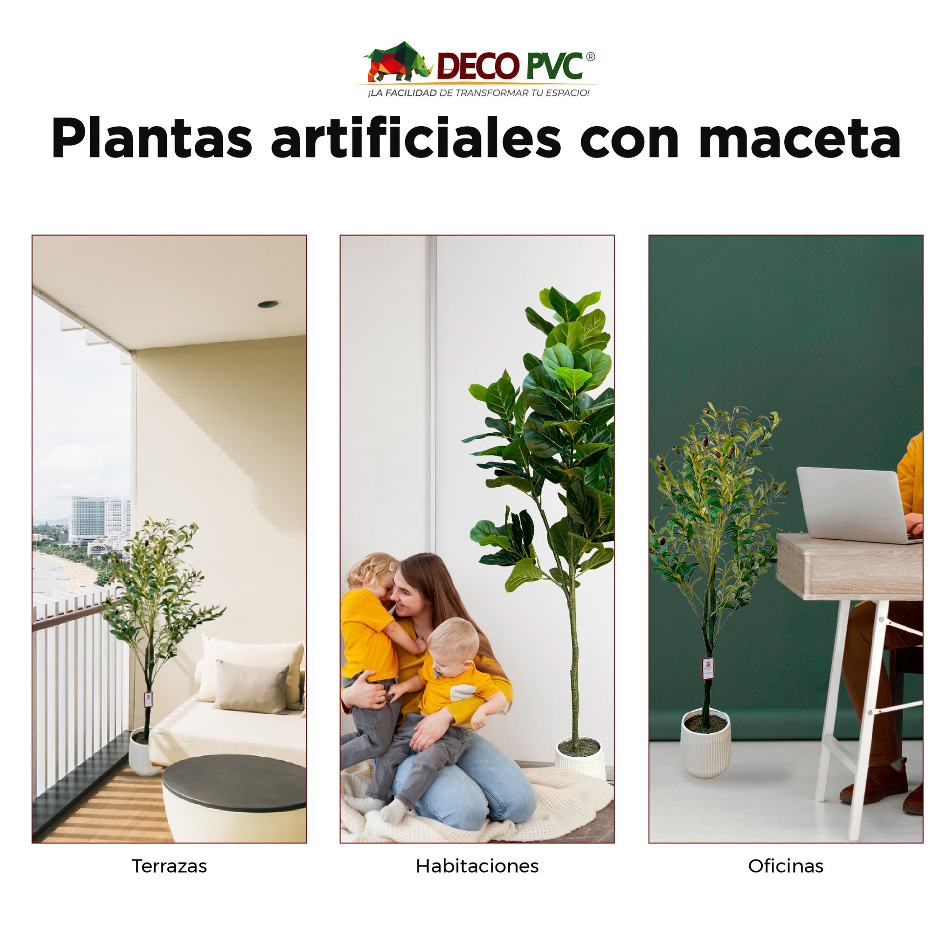 Planta Pandurata con maceta - DECOFLORA®