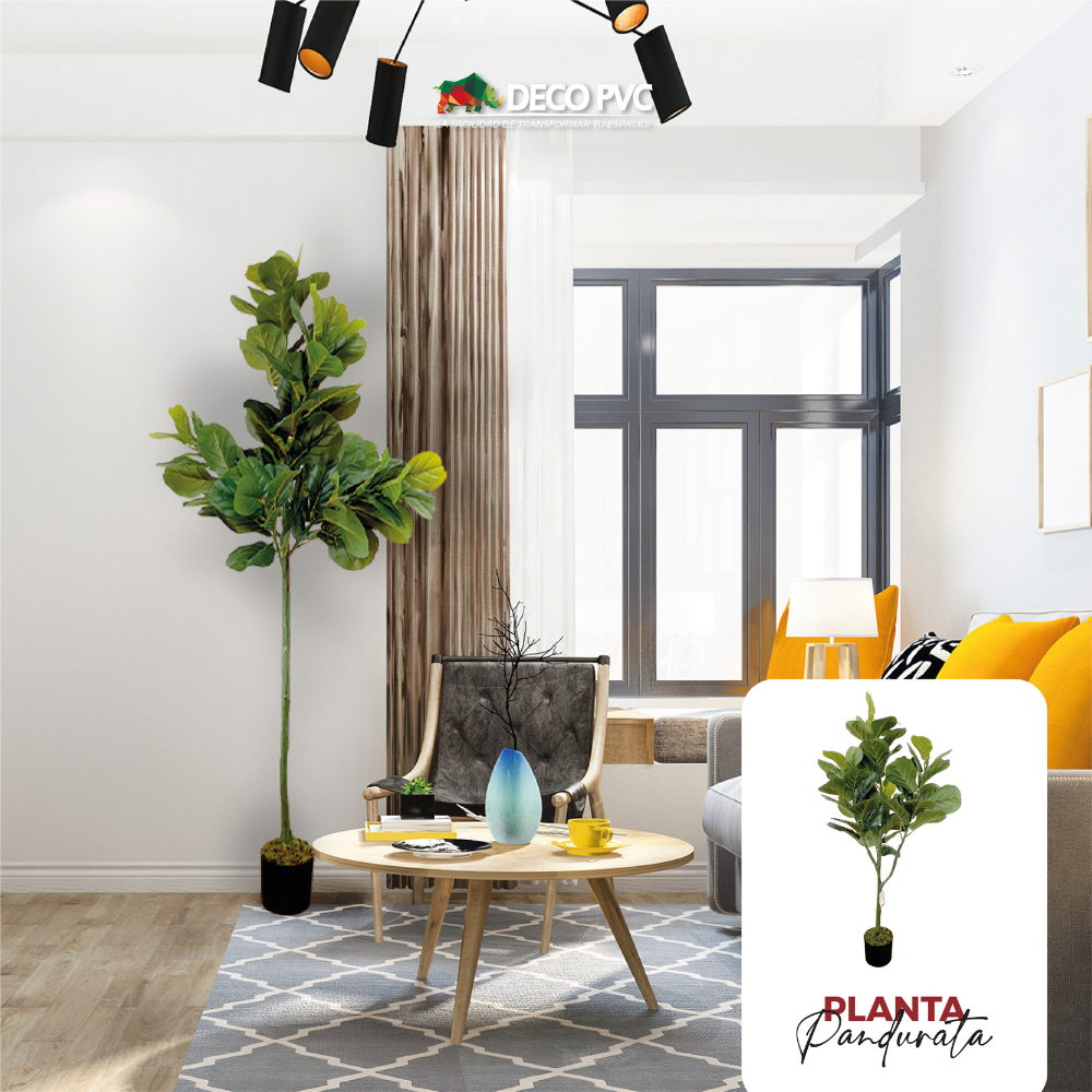 Planta Pandurata - DECOFLORA®