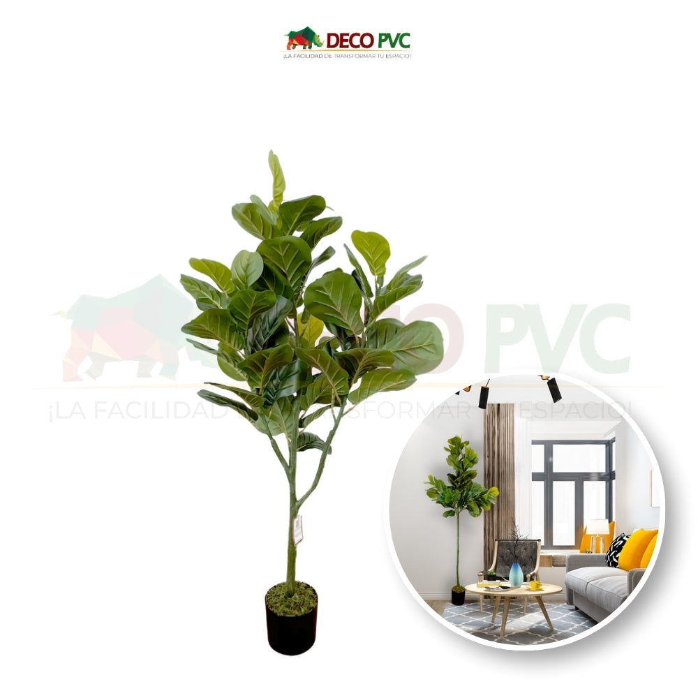 Planta Pandurata - DECOFLORA®