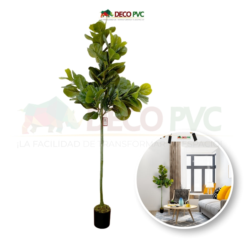 Planta Pandurata - DECOFLORA®