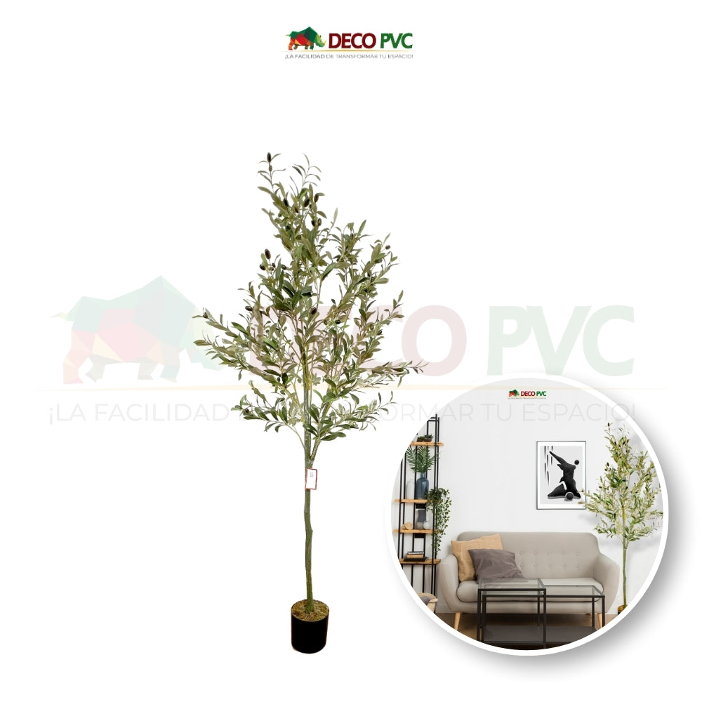 Planta Olivo - DECOFLORA®