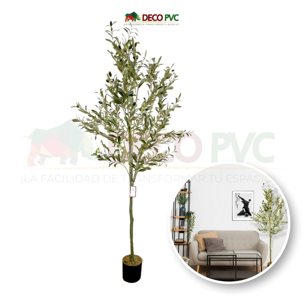 Planta Olivo - DECOFLORA®
