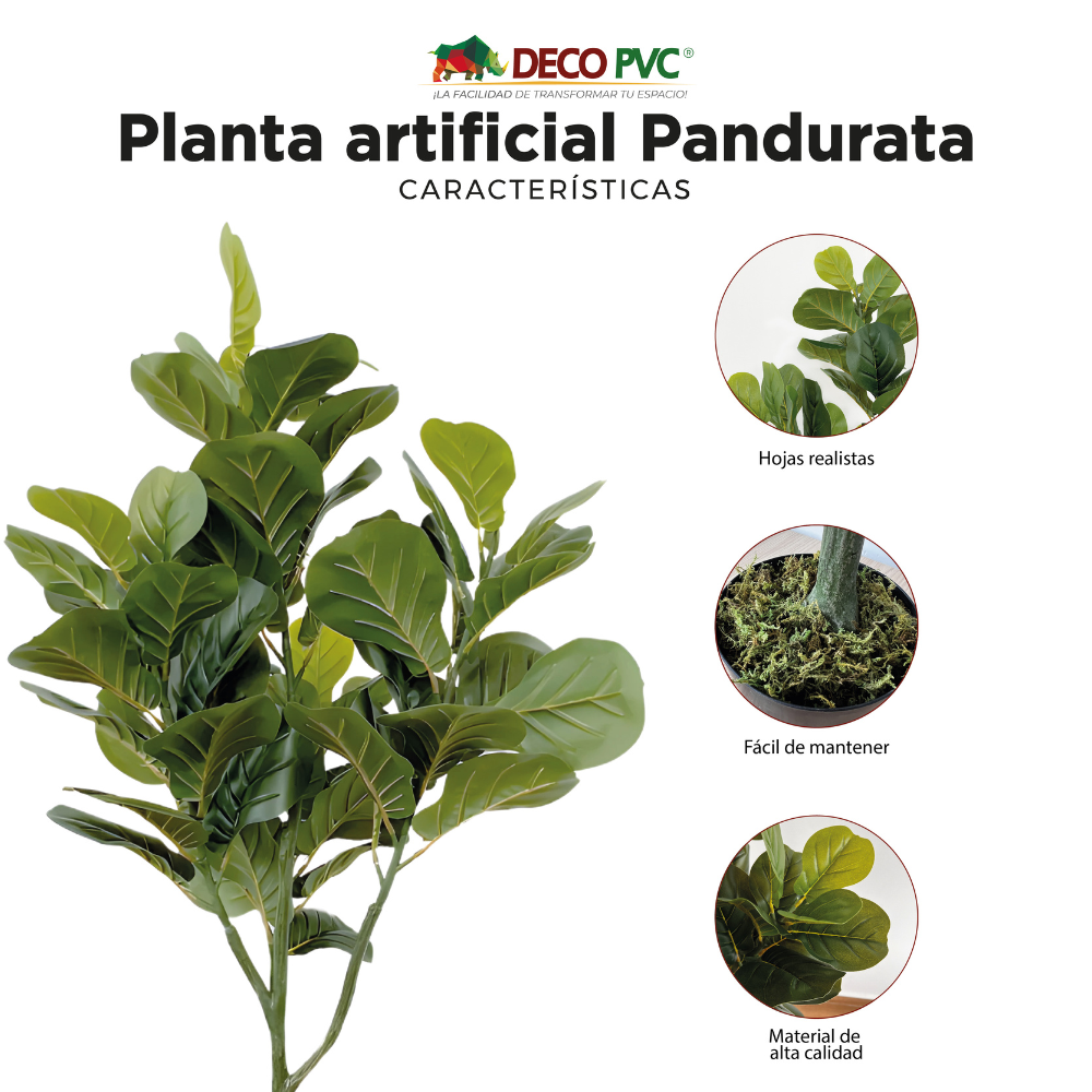 Planta Pandurata - DECOFLORA®