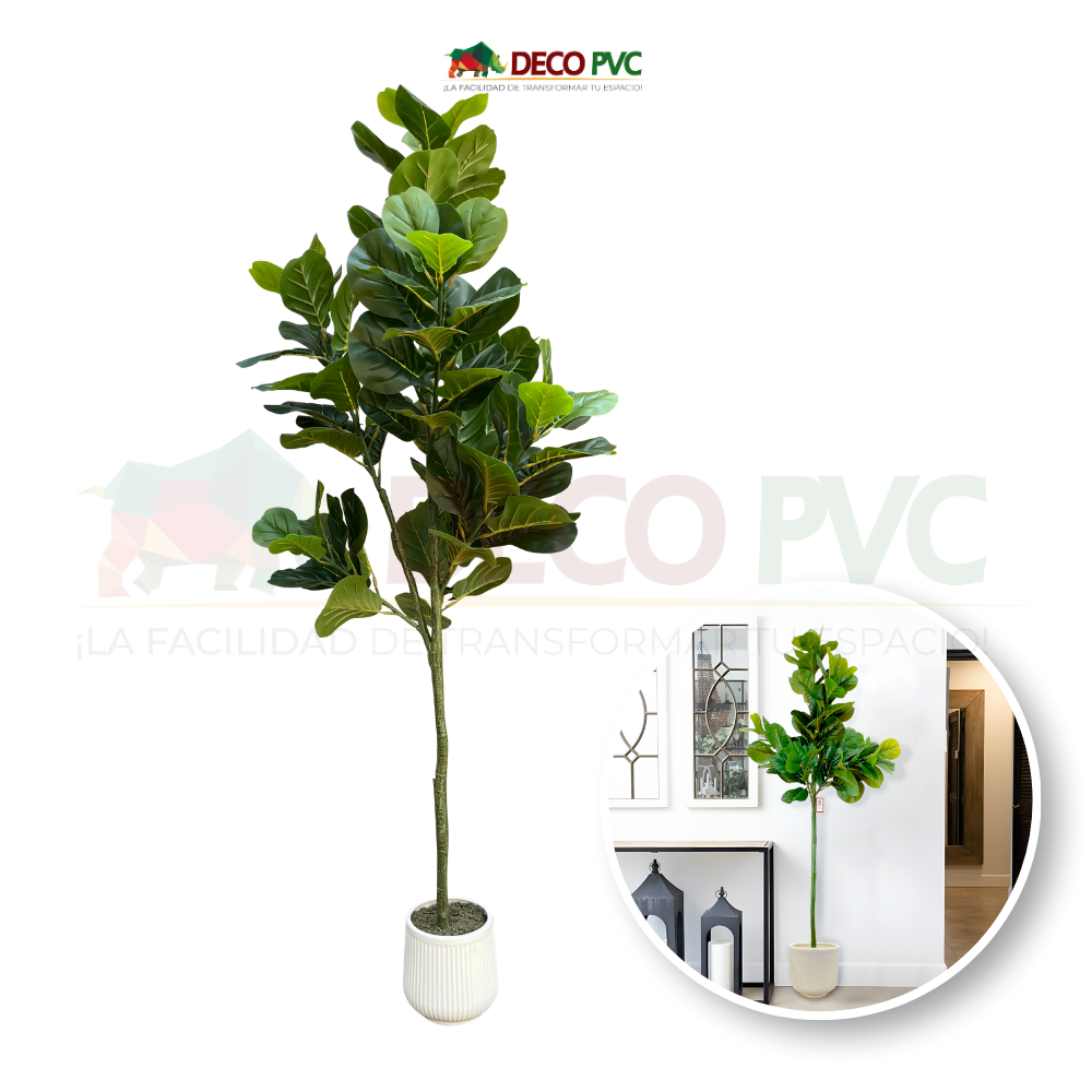 Planta Pandurata con maceta - DECOFLORA®
