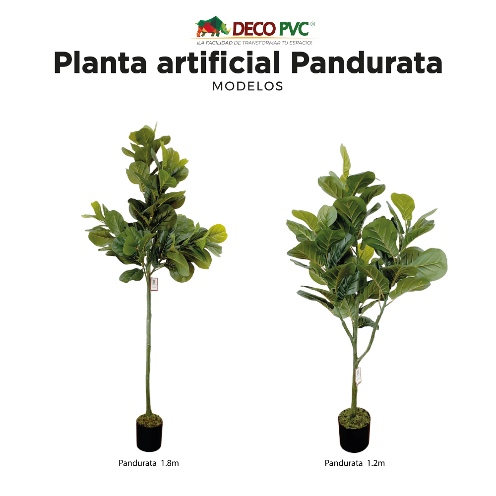 Planta Pandurata - DECOFLORA®