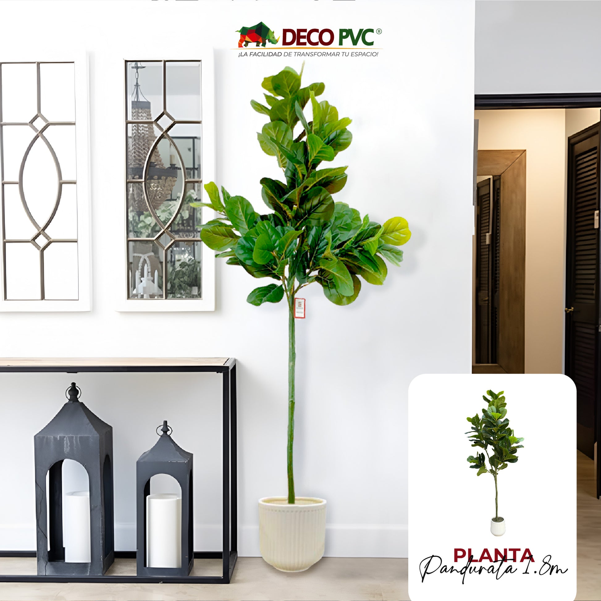 Planta Pandurata con maceta - DECOFLORA®