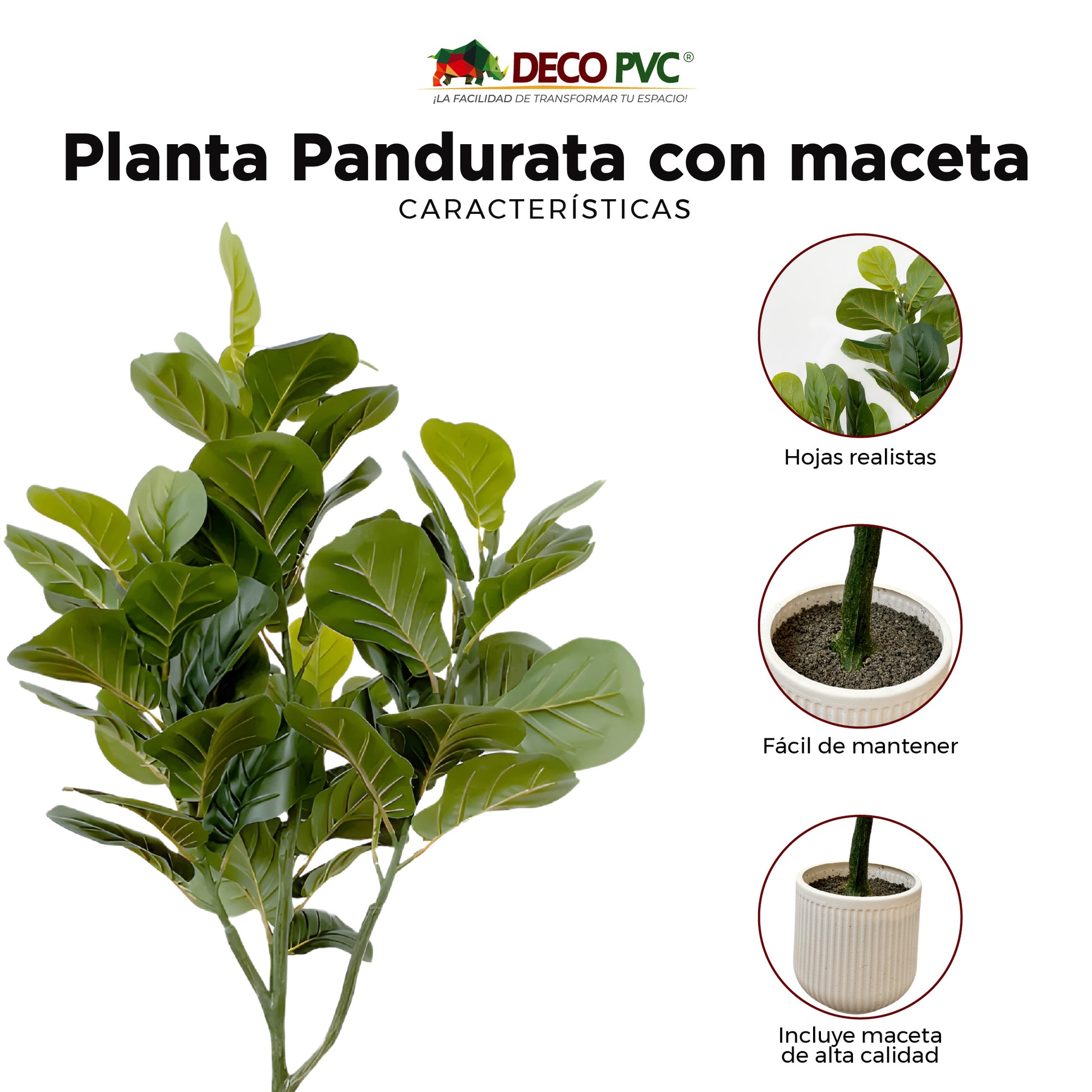Planta Pandurata con maceta - DECOFLORA®