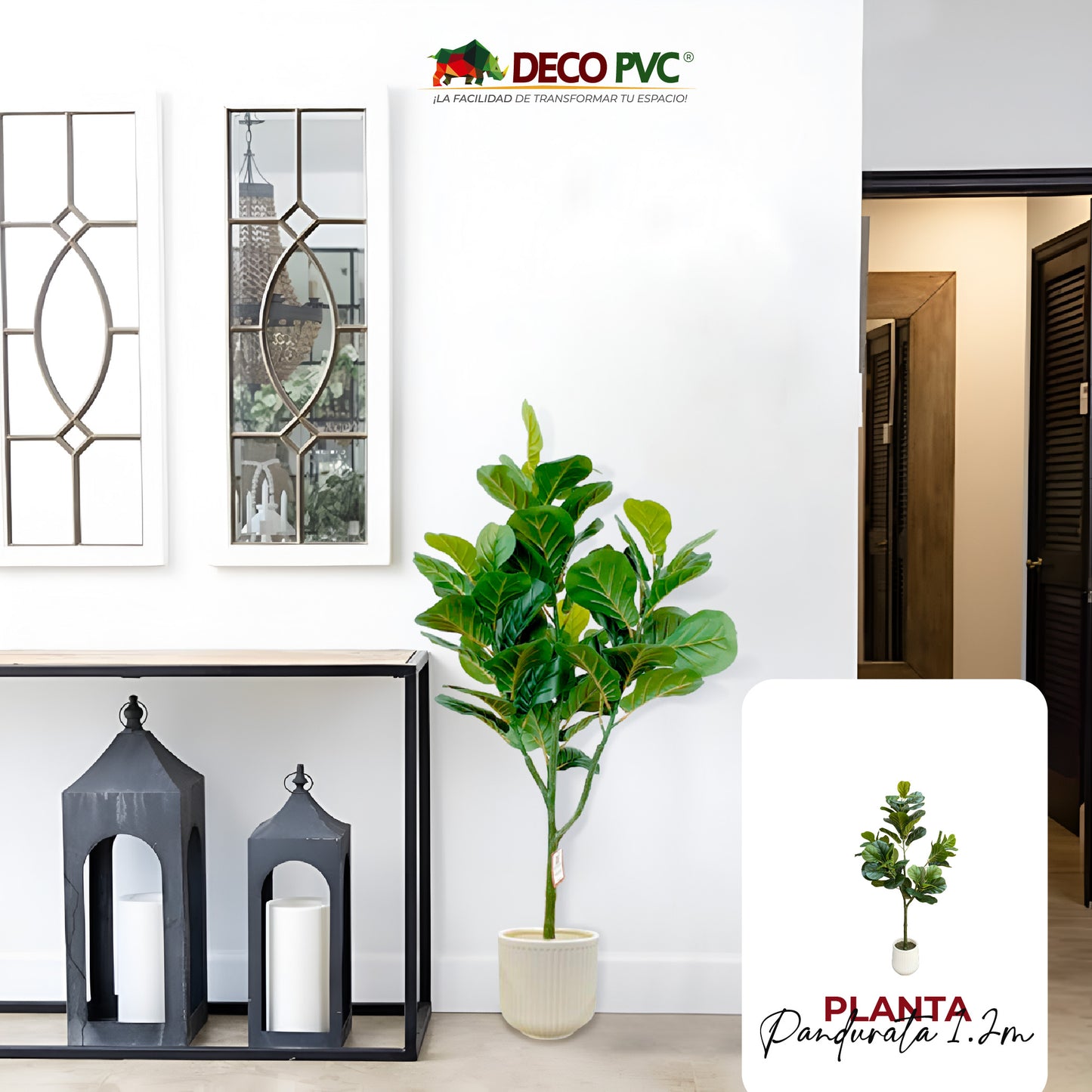 Planta Pandurata con maceta - DECOFLORA®