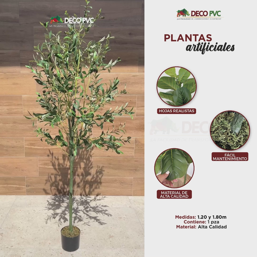 Planta Pandurata - DECOFLORA®